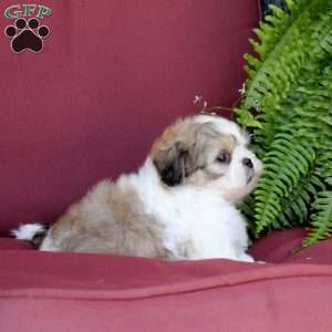 Asher, Shih Tzu Puppy